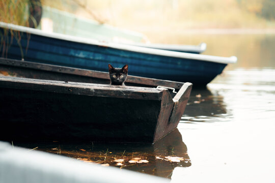Black cat looks over the edge of a rustic boat beside calm seasonal water. Curious pet creates a playful fall travel scene with golden countryside atmosphere.