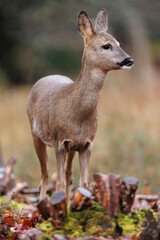 Roe deer © Alex