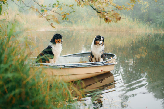Two Australian Shepherd dogs sit together in a small boat on calm water. Atmospheric fall landscape suggests pet-friendly travel, friendship and peaceful outdoor adventure.