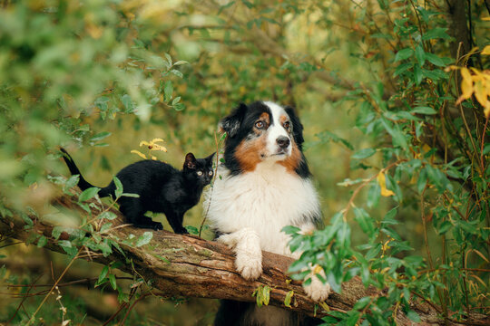 Australian Shepherd and black cat share a fallen tree surrounded by autumn foliage. Peaceful woodland moment shows interspecies friendship, companionship and seasonal outdoor life.