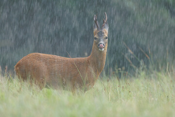 Roe deer © Alex