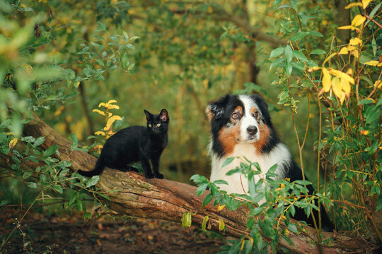 Australian Shepherd and black cat rest beside a fallen tree in colorful woodland. Unusual pet friendship creates a warm fall scene about companionship and outdoor adventure.