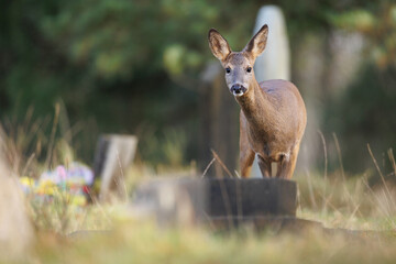 Roe deer © Alex