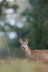 Roe deer © Alex