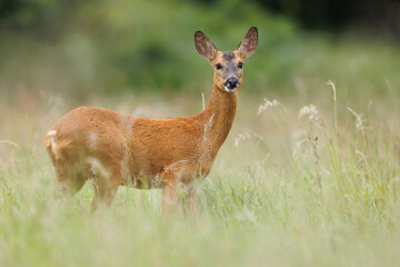 Roe deer © Alex