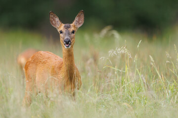 Roe deer © Alex