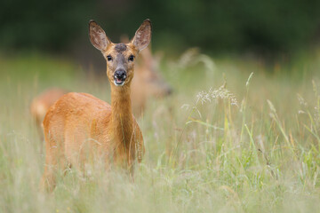 Roe deer © Alex