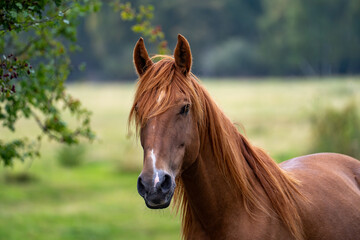 Chestnut horse faces forward with alert ears in soft light © Piotr