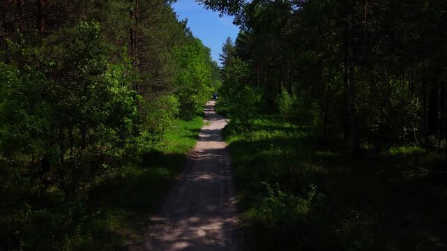 A return flight along a straight sandy road cutting through a dense forest on a sunny summer day. Pine forest, Novosibirsk, Russia.