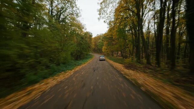 FPV aerial view of a car driving on a paved road through the dense autumn forest of Fruska Gora, Serbia.