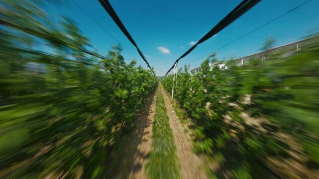 FPV aerial view of vineyard rows with lush green vines and motion blur under a bright blue sky in Vojvodina, Serbia.