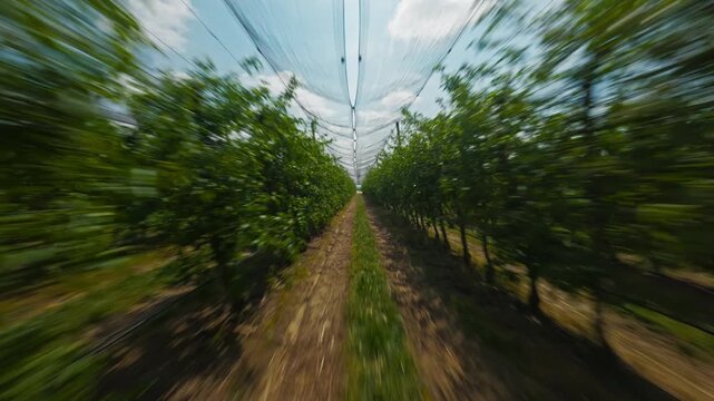 FPV aerial view of vineyard rows with protective netting in Vojvodina, Serbia.