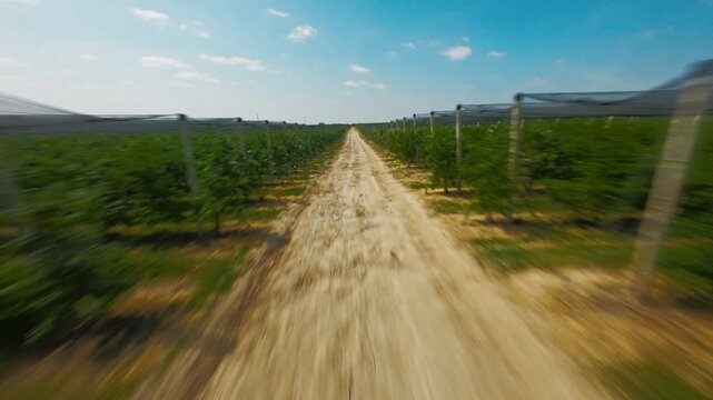 FPV aerial view of vineyard with rows of vines under protective netting along a dirt path under a clear blue sky in Vojvodina, Serbia.