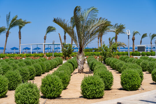 Neatly trimmed green bushes and palm trees line sandy path leading towards resort with blue umbrellas and ocean in background.