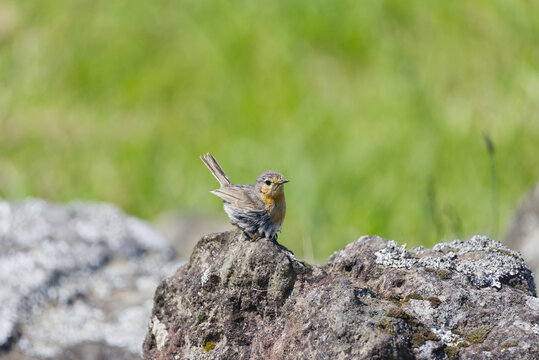 Juvenile european robin bird sitting on a rock in nature