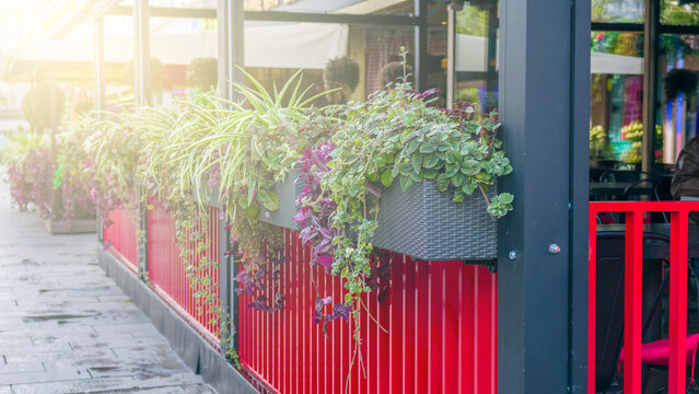 Outdoor cafe seating area with vibrant red railing and lush green hanging plants in planters on sunny day.