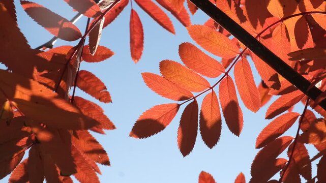 Red Rowan tree, autumn nature. Soft blurred morning sunlight. Sorbus aucuparia tree closeup on blue sky background. Scenic nature