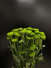 fresh green daisy flowers © Amber