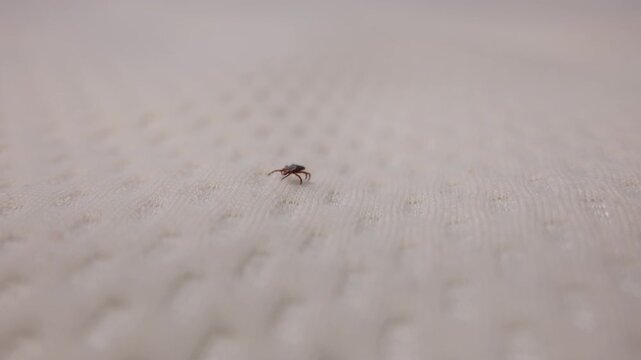 Close up shoot of a small tick crawling on a white textured fabric of bed, showing the tiny parasitic arachnid in detail.