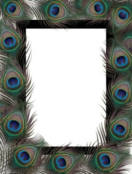 Intricate peacock feather border surrounds black rectangular frame on white background. Colorful bird plumes with blue eye patterns create decorative ornamental edge. Artistic nature design suitable