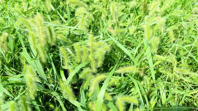 Green bristlegrass swaying in the wind / 風に揺れるエノコログサ