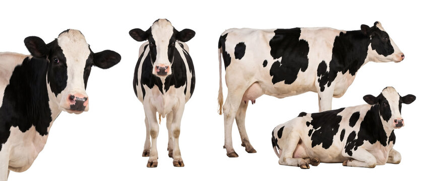 Herd of Holstein dairy cows standing together on transparent background. Group of black and white spotted cattle livestock animals. Farm pasture livestock herd creates agricultural cattle.
