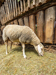 Sheep eating hay inside barn. Farm mammal with thick wool consumes dry straw fodder near wooden wall structure. © Анна Терелюк