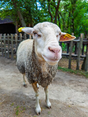 Head shot of white tagged sheep. The animal stands on a dirt path facing forward near a wooden fence under daytime lighting. © Анна Терелюк