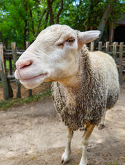 White sheep standing in dirt yard. The domestic animal looks toward the lens near a timber fence under soft daylight illumination. © Анна Терелюк