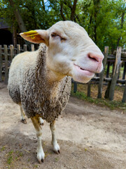Close up shot of domestic sheep. The fleecy mammal stands on dry ground in front of a wooden enclosure with green trees in background. © Анна Терелюк