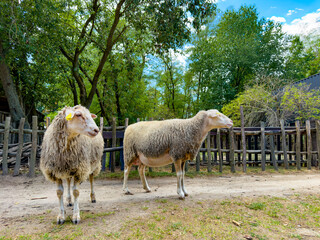 Two sheep in outdoor farm yard. The farm animals stand on dirt ground surrounded by wooden fences and green trees under bright daylight. © Анна Терелюк