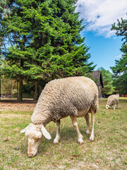 Sheep eating grass in a sunny field. Two sheep are grazing on grass in a field surrounded by trees. The sky is clear and blue. © Анна Терелюк
