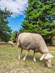 White sheep grazing on grass in forest pasture. A domestic mammal lowers its head to eat green turf in a field with trees. © Анна Терелюк
