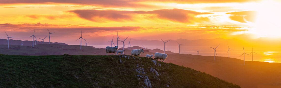 Sheep and lambs on a hilltop with wind turbines at sunset, Mākara, Wellington, New Zealand, panoramic view. South Island Te Waipounamu in distance.
