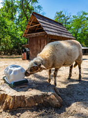 Sheep licking salt block on stump. A wooden shed with shingle roof stands behind the animal in daylight. © Анна Терелюк
