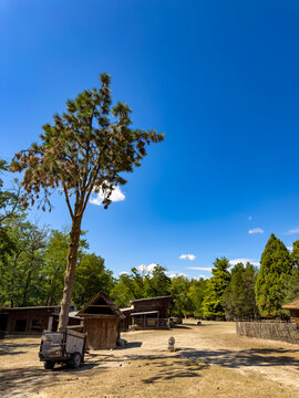 Tall pine tree beside wooden cart on farm ground. Small wooden structures and distant trees stand under a clear blue sky.