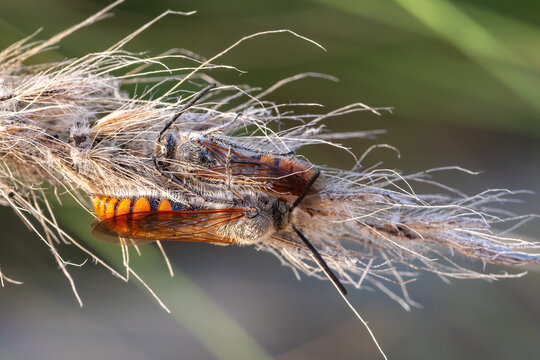 Male parasitoid wasps roosting together at dusk, Egypt