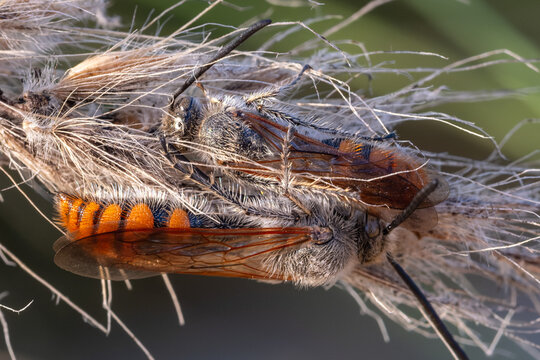 Male parasitoid wasps roosting on a dry grass head, Egypt
