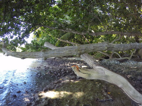 The Fallen Tree at the Water's Edge