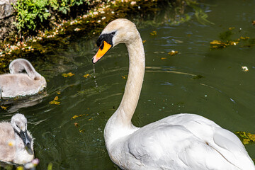 swan on the lake © Adam