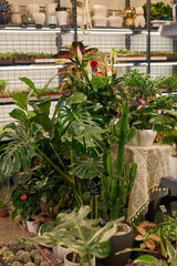 Indoor plant shop display with lush tropical foliage, hanging rope planter, ceramic pots on metal shelves, and lace-covered table accents creating cozy green vignette © diczman