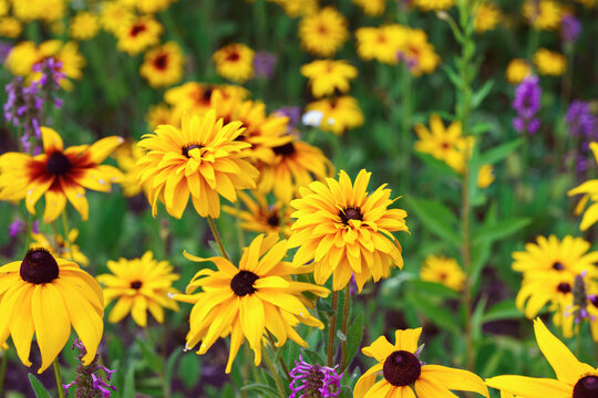 Rudbeckia fulgida, coneflowers or black eyed Susan in the garden, meadow or lawn. Decorative yellow flower macro, close up, nature background, floral wallpaper