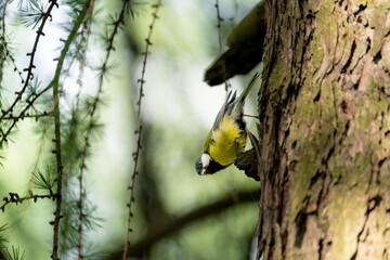 Great tit hanging upside down from a tree branch in green woodland © Nguyen Duc Binh