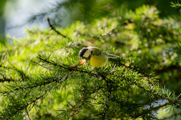 Great tit holding a small morsel in its bill while perched on a larch branch © Nguyen Duc Binh