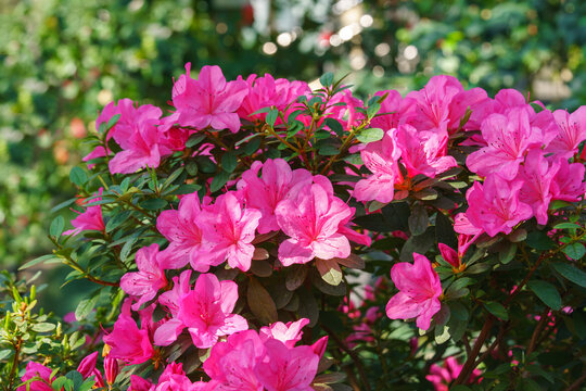Close up of pink Azalea Ericaceae, Rhododendron indicum flowers bloom on branch in garden or greenhouse on green foliage background and soft bokeh. Evergreen plant outdoor orangery, botanical garden