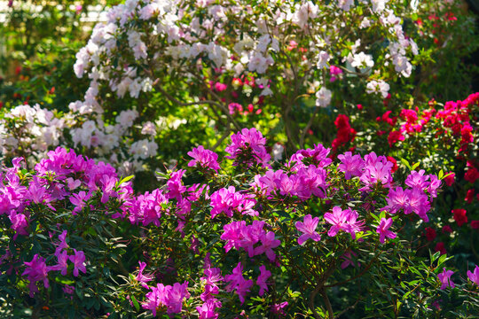 Close up of pink Azalea Ericaceae, Rhododendron indicum flowers bloom on branch in garden or greenhouse on green foliage background and soft bokeh. Evergreen plant outdoor orangery, botanical garden
