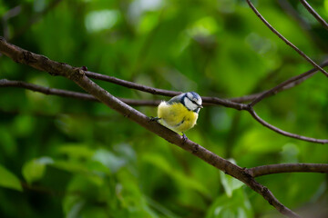 Eurasian blue tit tilting its head while perched on a woodland branch © Nguyen Duc Binh