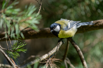 Great tit leaning head downward from a conifer branch © Nguyen Duc Binh