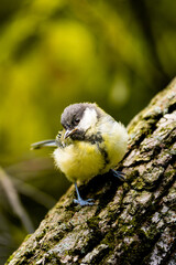 Great tit clinging head downward to a rough tree trunk © Nguyen Duc Binh