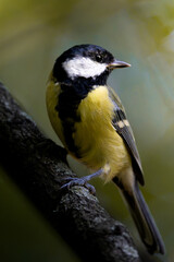 Great tit in side profile on a slender branch in a vertical woodland portrait © Nguyen Duc Binh